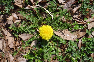 タンポポのマクロ撮影