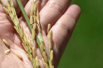 Hand holding Ear of rice in Paddy field.