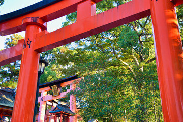 京都 伏見稲荷大社　美しい朱色の鳥居（日本京都府京都市）Kyoto Fushimi Inari Taisha Shrine, beautiful vermilion torii gates  (Kyoto City, Kyoto Prefecture, Japan)	