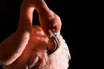 Zelfklevend Fotobehang flamingo  © gustavoisaac