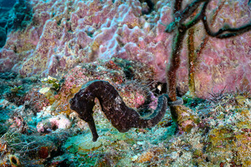 A brown sea horse clinging to a soft coral 