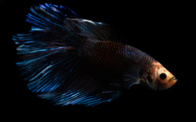fish in aquarium