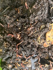 Close up macro of organic garden compost with worms in the soil and the earth environment composed from composting natural garden waste of vegetables fruit skins added cardboard tree branches leaves