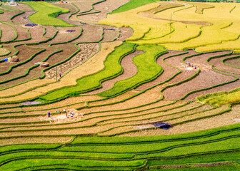 
Terraced fields at harvest time in Mu Cang Chai, Vietnam.
