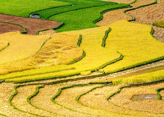 
Terraced fields at harvest time in Mu Cang Chai, Vietnam.