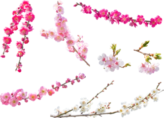 切り抜き透過素材セットー梅と桜の枝