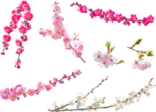 切り抜き透過素材セットー梅と桜の枝