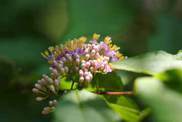 Japanese beautyberry or East Asian beautyberry 