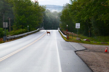 deer in middle of North Conway NH Road early morning with posted speed limit