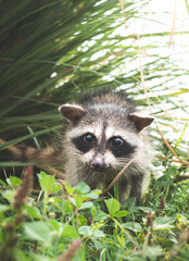 Obraz premium raccoon in the grass