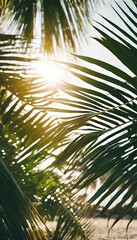 Fototapeta na wymiar Sunlight peeking through tropical palm leaves.
