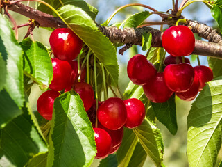 Cerises sur branches 