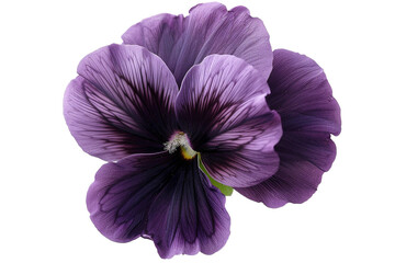 a black pansy with a purple pattern isolated on transparent background, png file