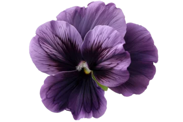 Outdoor-Kissen a black pansy with a purple pattern isolated on transparent background, png file © PNGS BY FATIMA