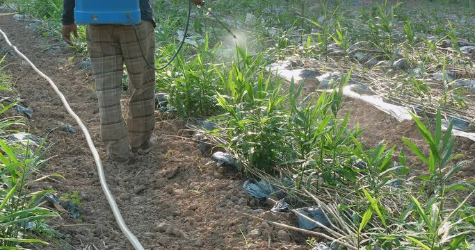 back of a farmer spraying chemicals in a field of ginger plants