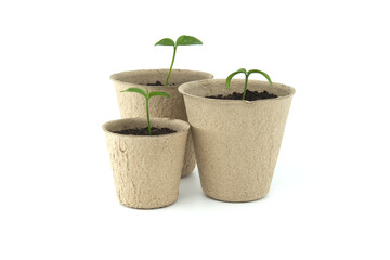 Green seedlings sprouting from pots placed on white
