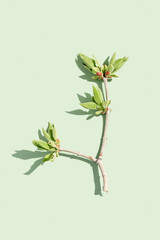Top view green leaf at sunlight in minimal style on pastel green background. Natural tree branch of...