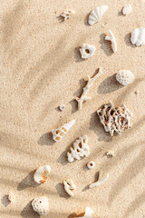 Seashells and corals on sandy beach with palm leaf shadow. Stylish minimal layout from found shells and coral on sea shore. Summer relahation, beach vibes. Top view nature background, copy space