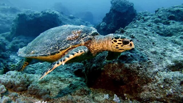 Close-up of hawksbill sea turtle swimming by rocky seabed at Mauritius