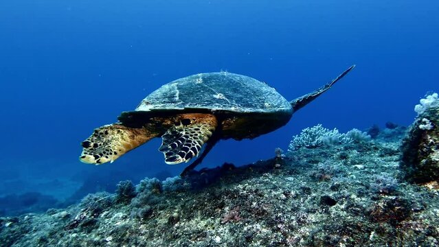 Hawksbill sea turtle swims in blue water by stony seafloor, close view