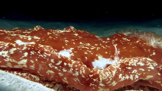 Close-up of clown shrimp swimming around Spanish dancer slug on seabed