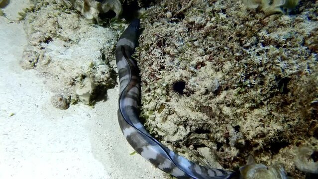 Hawaiian conger eel swims by stones and sand on seabed, close view