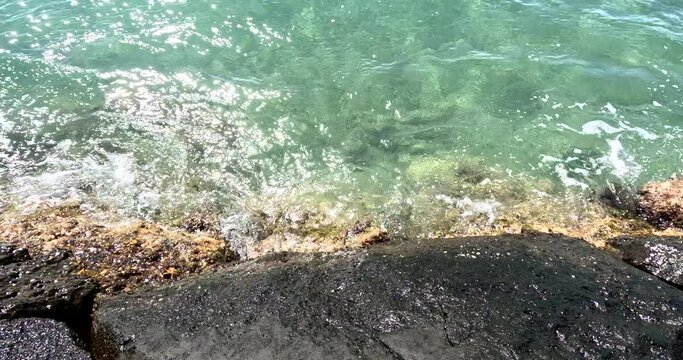 Sea Cucumber (Loli) Out Of Water On The Coastal Rocks Of Hawaii.