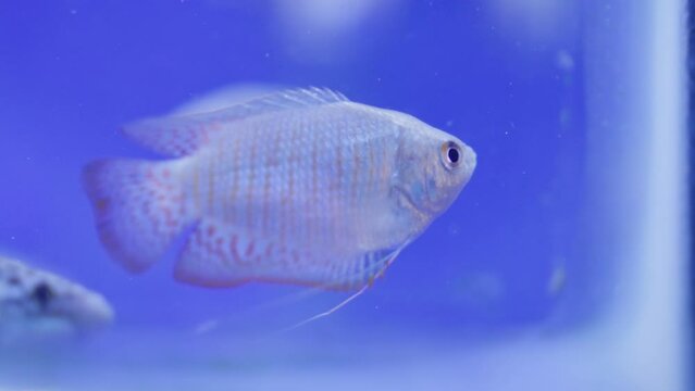 Vibrant dwarf gourami fish gracefully floats within the confines of its tank