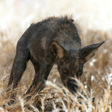 Young Coyote with very dark fur, possibly recovering from mange (skin disease). Round Valley Regional Preserve, Contra Costa County, California.