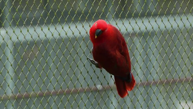 Exotic female moluccan eclectus, eclectus roratus with vibrant red plumage, perching on the side of the fence, wondering around the surroundings, close up shot of a parrot bird species.