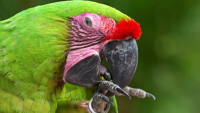 Extreme close up shot of an exotic great green macaw (Ara ambiguus) or military macaw (Ara militaris) with red forehead, cracking open a nut with its foot and bill, critically endangered bird species.