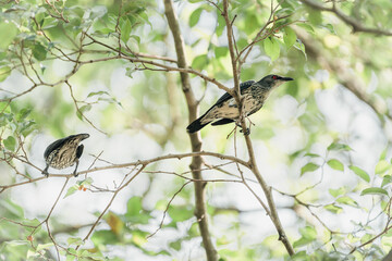 young asian glossy starling on a perch