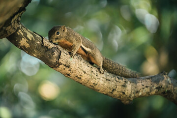 lovely plantain squirrel on a tree branch