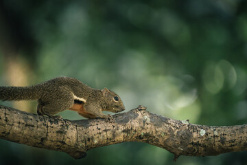 a plantain squirrel crawling on a branch with pleasant bokeh in the background