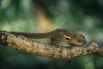 charming plantain squirrel on treetop adventure