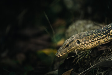 the rocky ambush a young water monitor lizard in the dark shadows