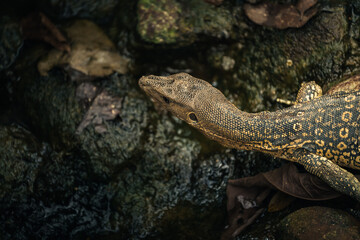 an aquatic explorer the young water monitor lizard crawling in a rocky ditch