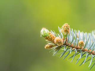 Fir branches with fresh shoots in spring.