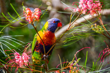 Rainbow Lorikeet - Trichoglossus moluccanus- species of parrot found in Australia	