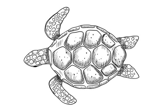 Swimming engraving sea turtle isolated on white background. Hand drawn monochrome illustration