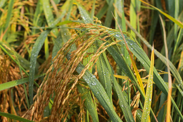 Ear of rice. Close-up to rice seeds in ear of paddy. Beautiful golden rice field and ear of rice.
