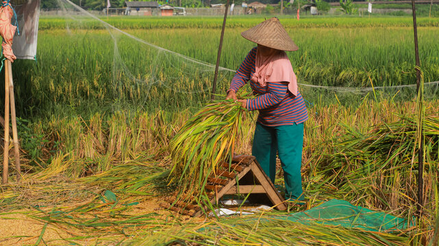 Mon Rice Stalks
