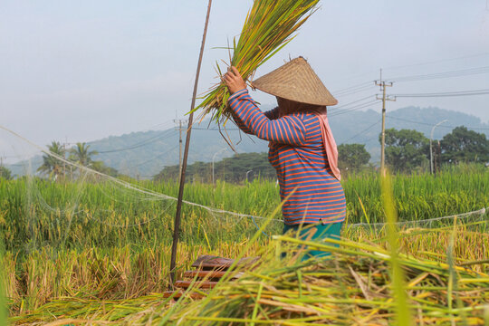 Mon Rice Stalks