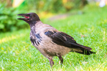 Hooded crow, corvus cornix, standing on the lawn in the spring or summer