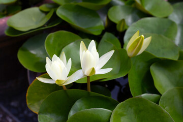 Fototapeta premium Beautiful water lily. Lotus flower with green leaves