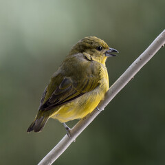 Euphonia laniirostris