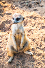 Meerkat, Suricata suricatta, on hind legs. Portrait of meerkat standing on hind legs with alert expression. Portrait of a funny meerkat sitting on its hind legs.