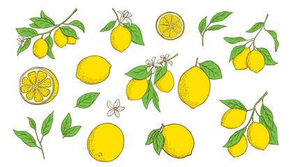 Fototapeta premium Hand drawn lemon branch and slice. Fruit in flat style, whole fresh citrus isolated on white background