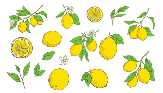 Hand drawn lemon branch and slice. Fruit in flat style, whole fresh citrus isolated on white background