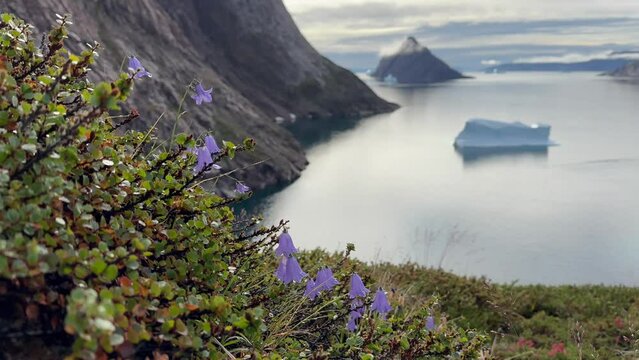 Common harebell or&nbsp;Scottish bluebell (Campanula rotundifolia) on Bj&oslash;rne &Oslash;er or Bear Island in Scoresbysund, Greenland.